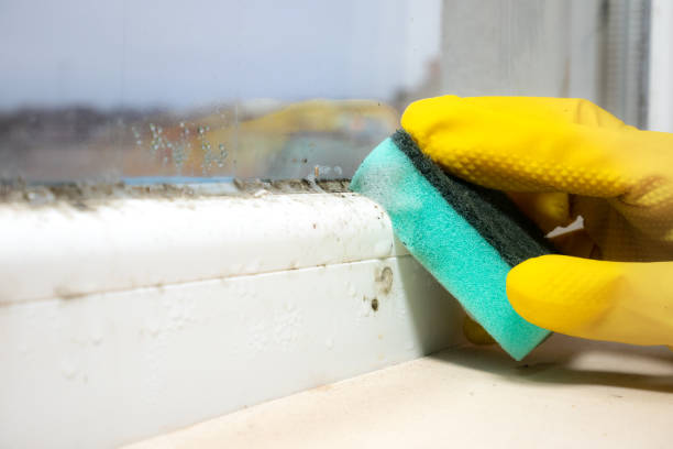 Best Mold removal after water damage  in Sloan, NY